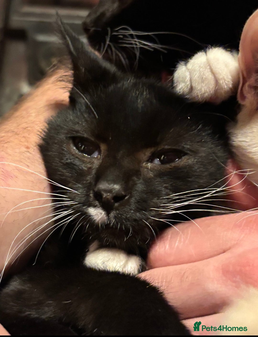 Mixed Breed cats for sale: Sphynx x Tuxedo Tom Cat *FREE+ - Advert 5