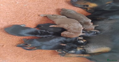 Miniature Dachshund dogs - Advert 1