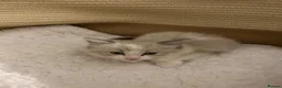 Mixed Breed cats for sale: 1 mother and 3 adorable kittens  - Advert 10