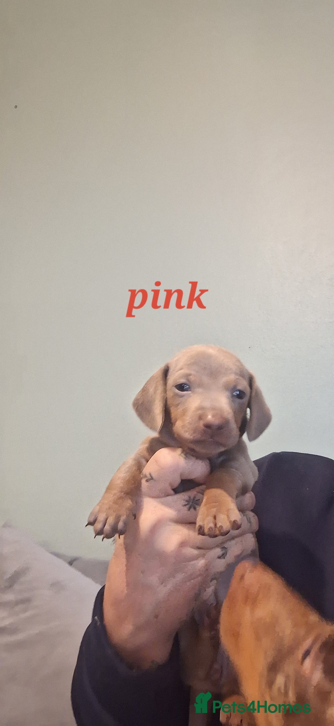 Dachshund dogs for sale: Lilac minuture dashound puppies - Image 6
