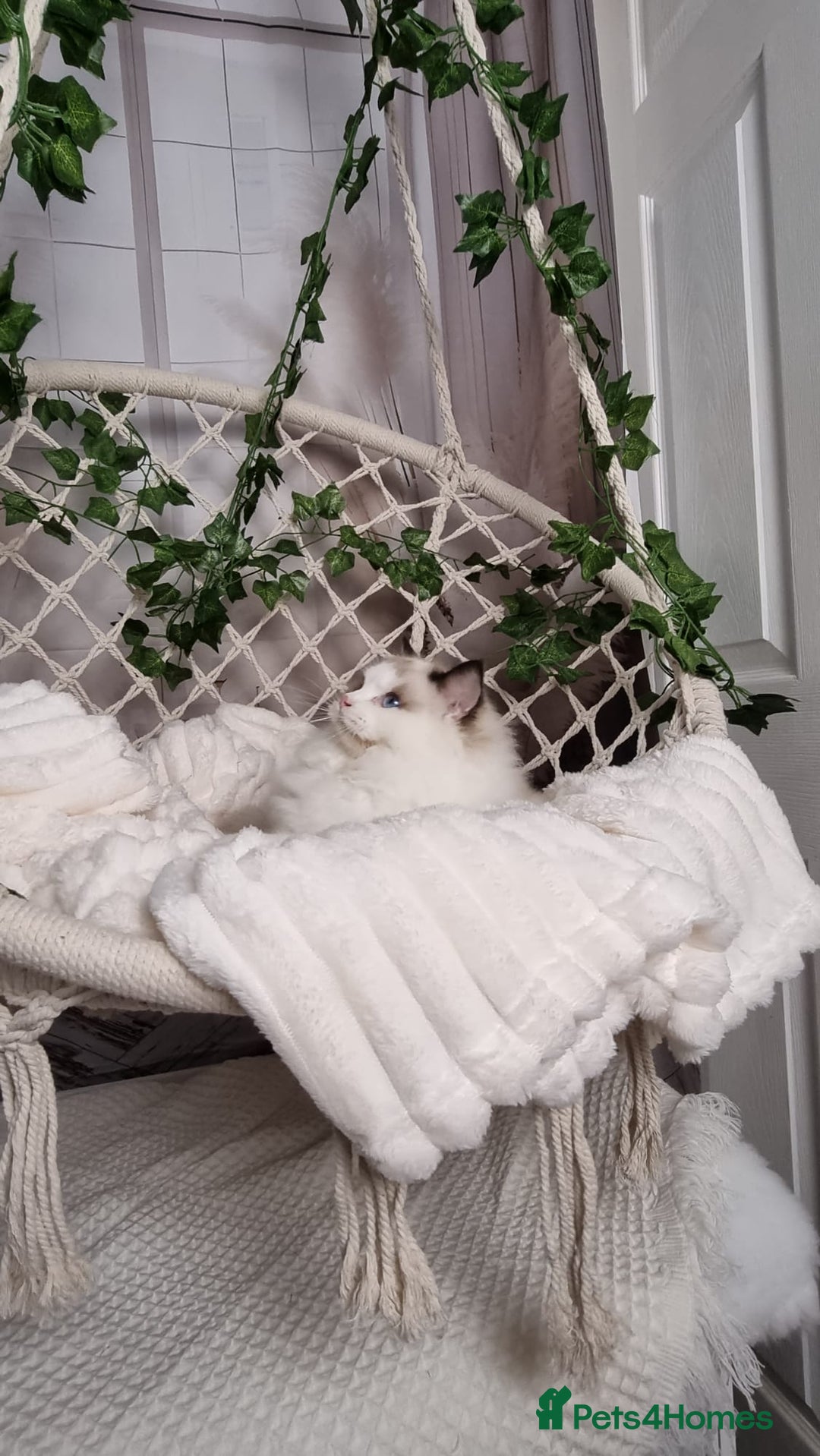Ragdoll cats for sale: Exceptional Tica Registered Ragdoll Kittens - Advert 30