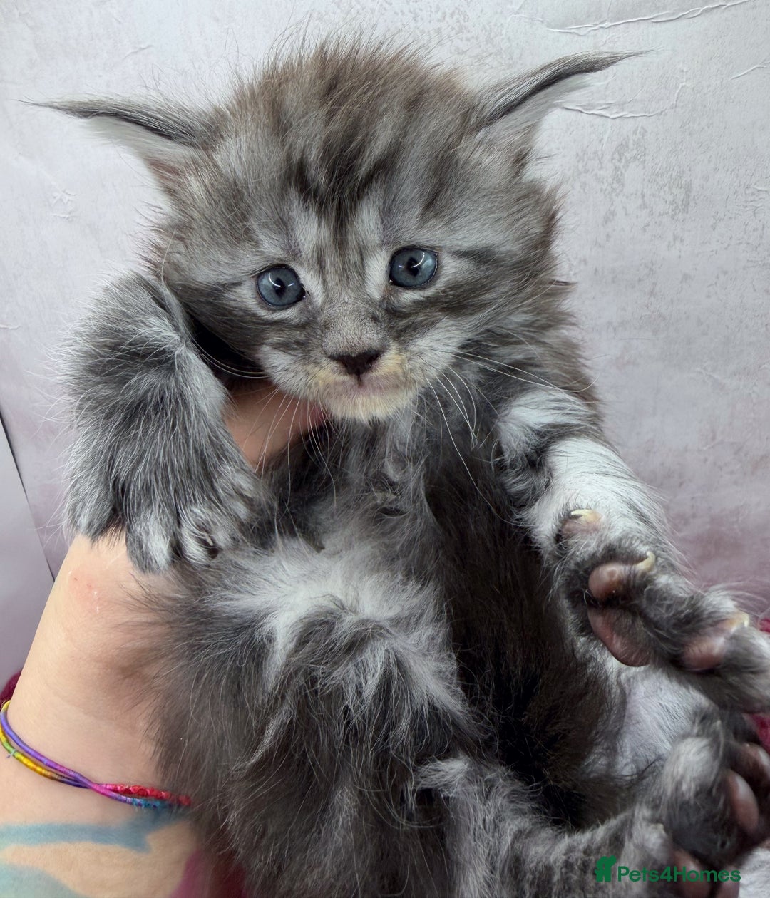Maine Coon cats for sale: Maine Coon kittens Tica Reg.  - Advert 4