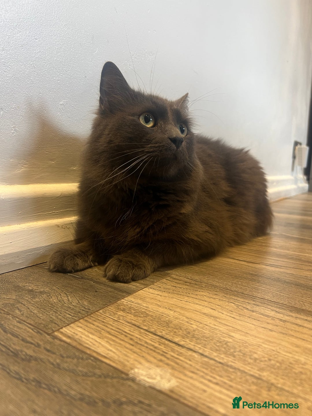 British Longhair cats for sale: British blue long hair - Image 6