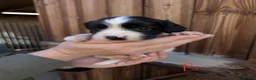 English Springer Spaniel dogs for sale: FTAW Springer Spaniel Puppies - Advert 8