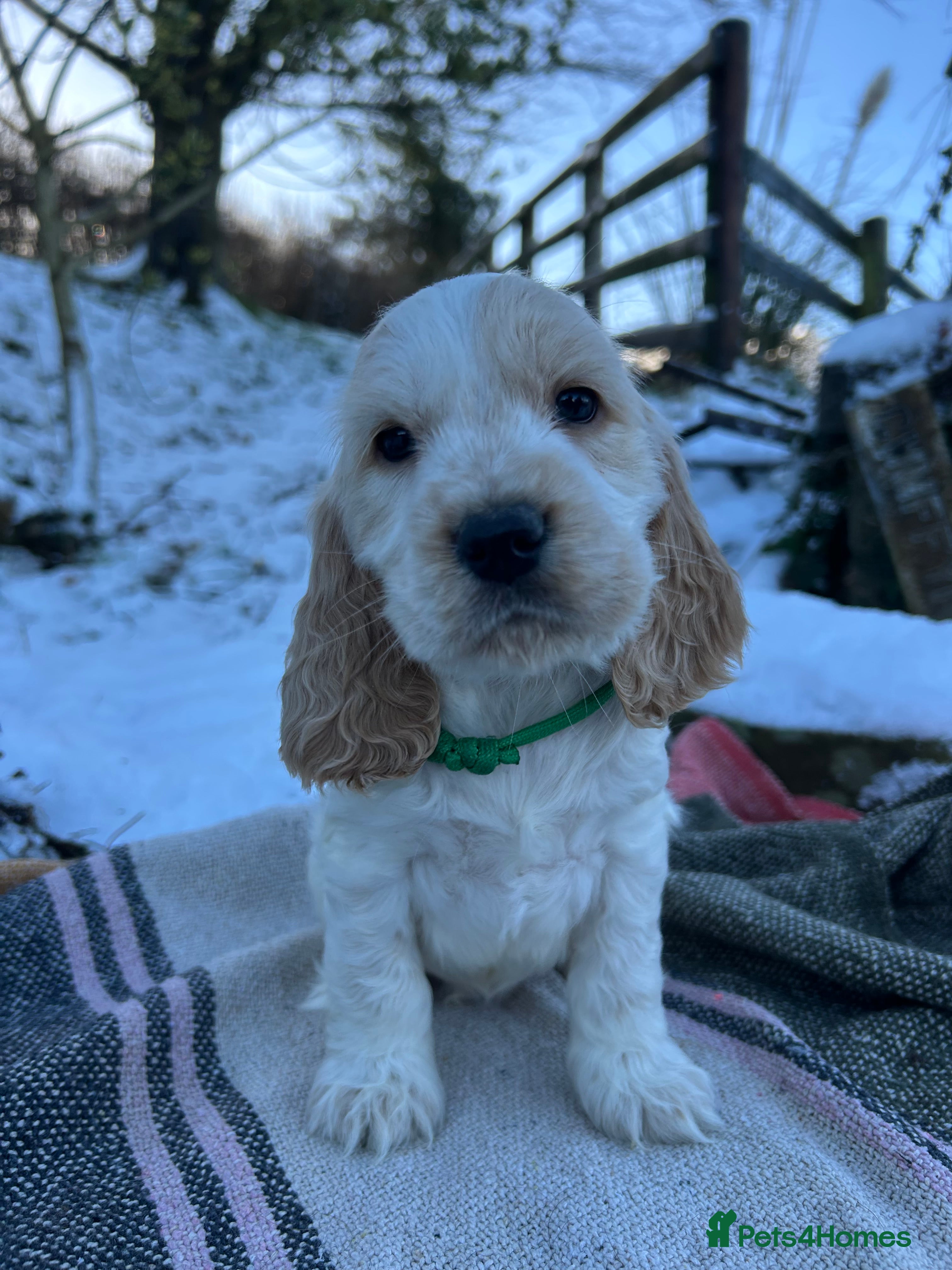 Cocker Spaniel dogs KC Registered show type cocker spaniel puppies.  - Advert 2