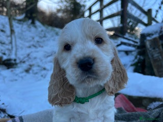 Cocker Spaniel dogs KC Registered show type cocker spaniel puppies. - Advert 6