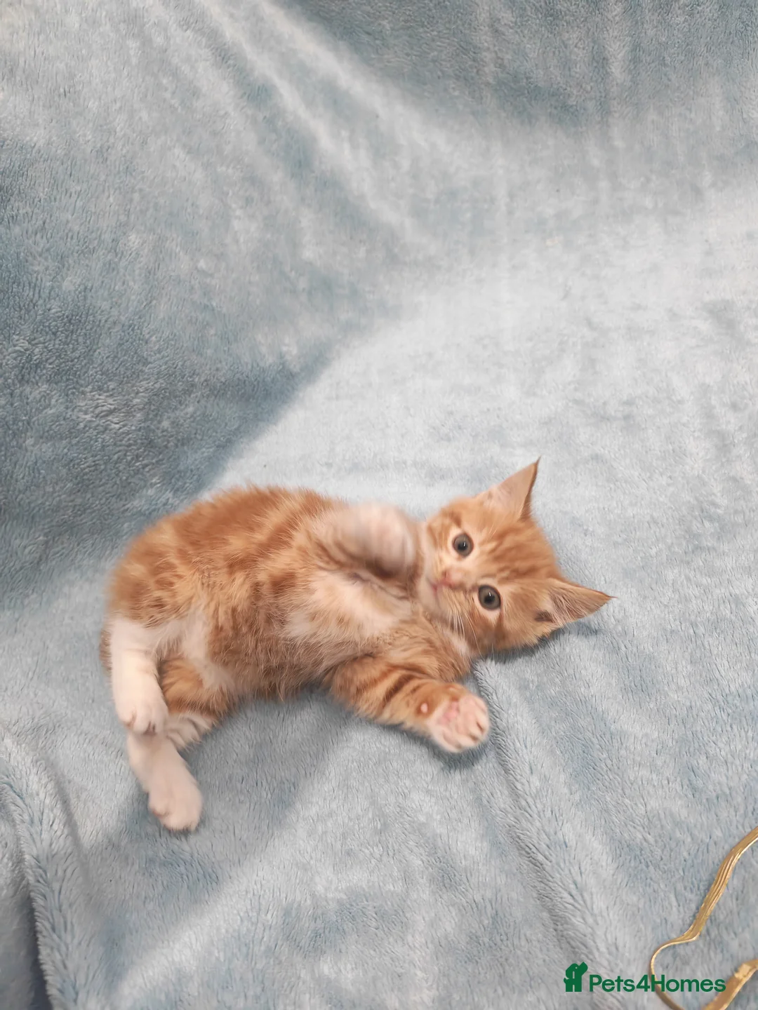 Mixed Breed cats for sale: Beautiful kittens VIDEOS - Advert 10