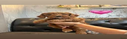 Cockapoo dogs for sale: Beautiful Fox Red F2 Cockapoo Puppies - Advert 15