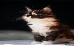 Maine Coon cats for sale: Pedigree Maine Coon Kittens (TICA) - Image 33