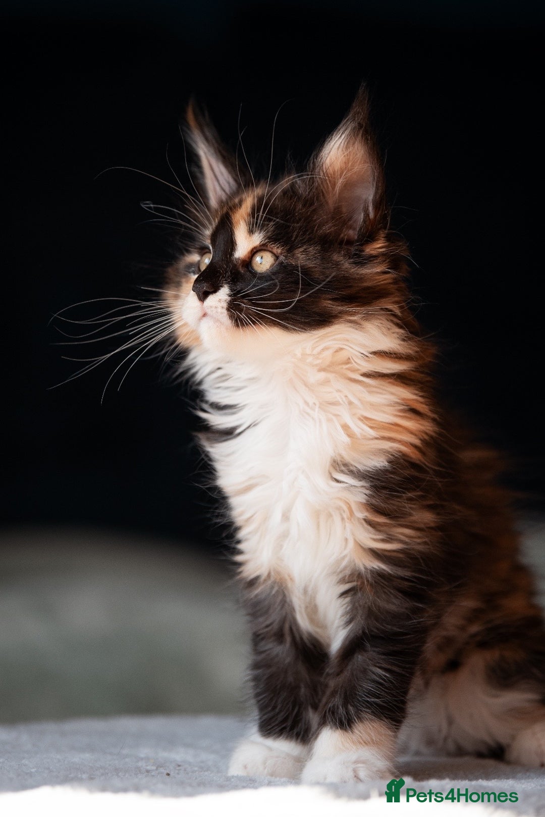 Maine Coon cats for sale: Pedigree Maine Coon Kittens (TICA) - Image 33