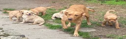 Labrador Retriever dogs for sale: Labrador puppies - Advert 1