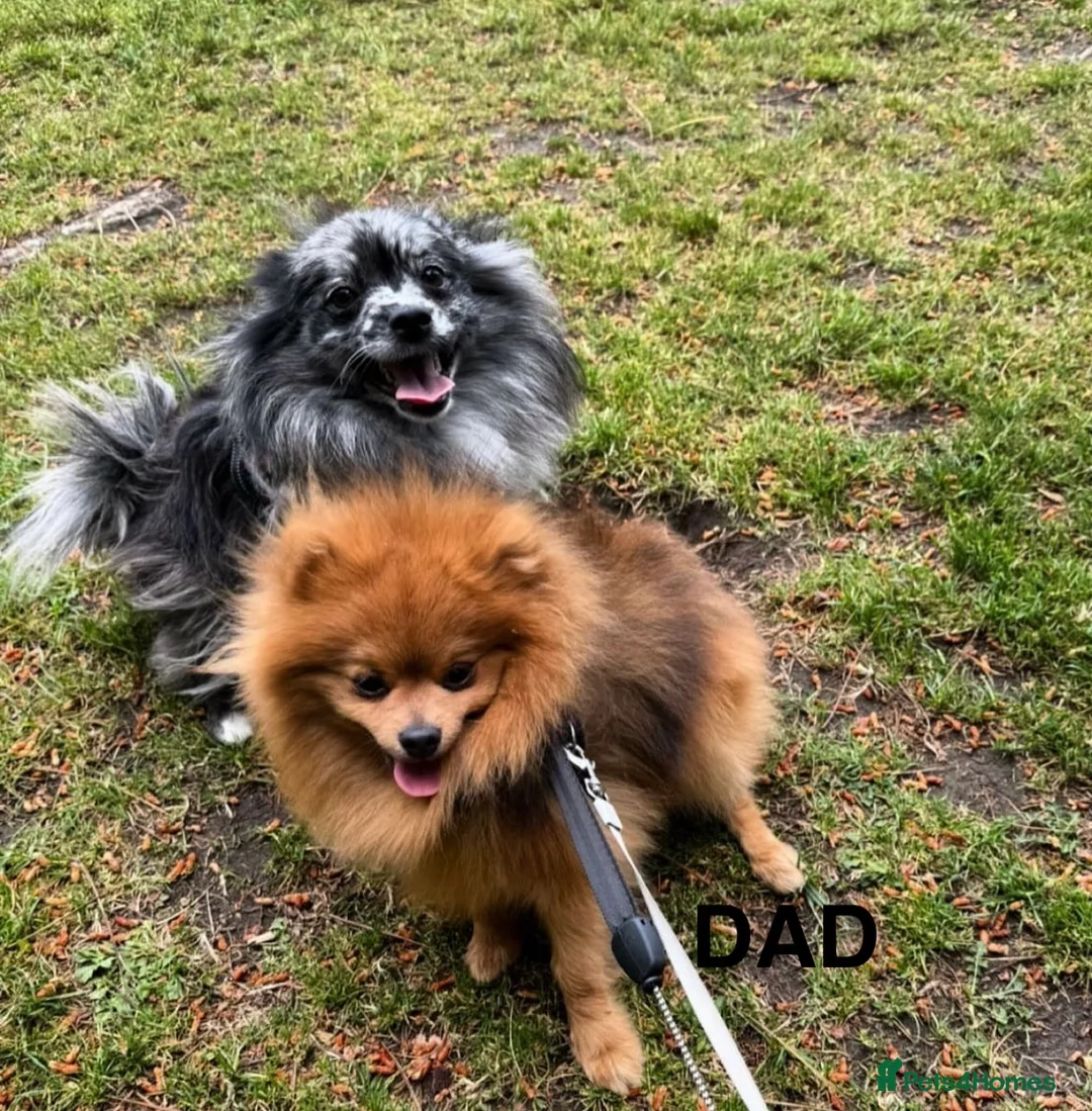 Pomeranian dogs for sale: Pomeranian  - Advert 1