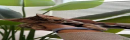 Bengal cats for sale: Beautiful Bengal Female Kittens – TICA Mum - Advert 12