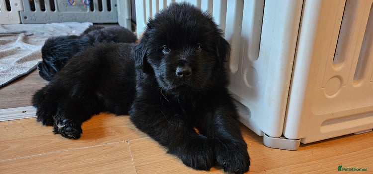 Newfoundland dogs Outstanding Newfoundland babies - Advert 1