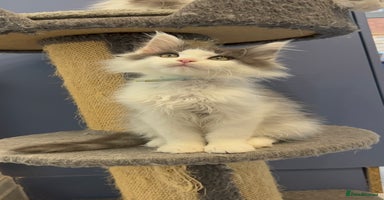 Maine Coon cats - Advert 2