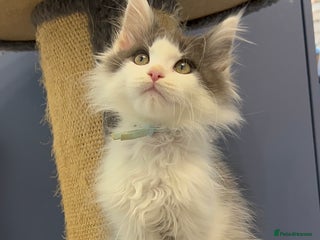 Maine Coon cats - Advert 7