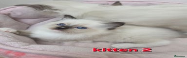 Ragdoll Kitten 2