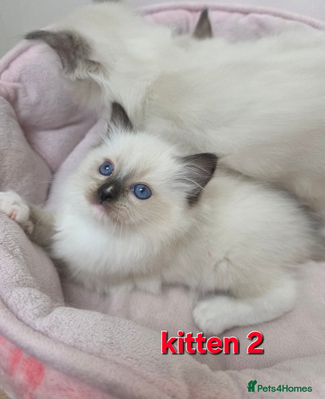 Ragdoll cats for sale: Stunning Ragdoll kitten - Advert 16