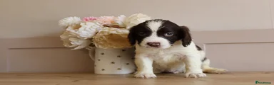 English Springer Spaniel 6