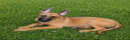 Belgian Shepherd Dog dogs for sale: Quality Malinois pups only 2 of the females left  - Advert 3