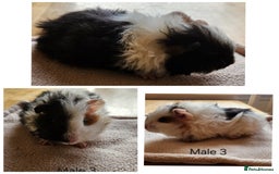 Guinea Pig rodents for sale: Cute Guinea Pups - Image 2
