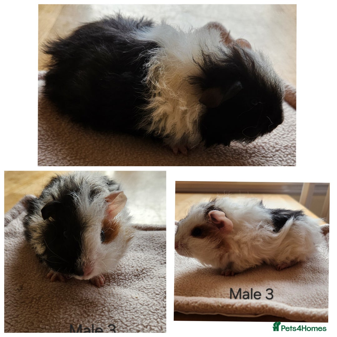 Guinea Pig rodents for sale: Cute Guinea Pups - Image 2