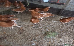 Mixed Breed poultry for sale: Fabulous feathery friends and point of lay pullets - Image 2