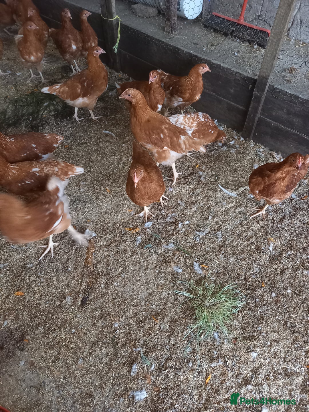 Mixed Breed poultry for sale: Fabulous feathery friends and point of lay pullets - Image 2