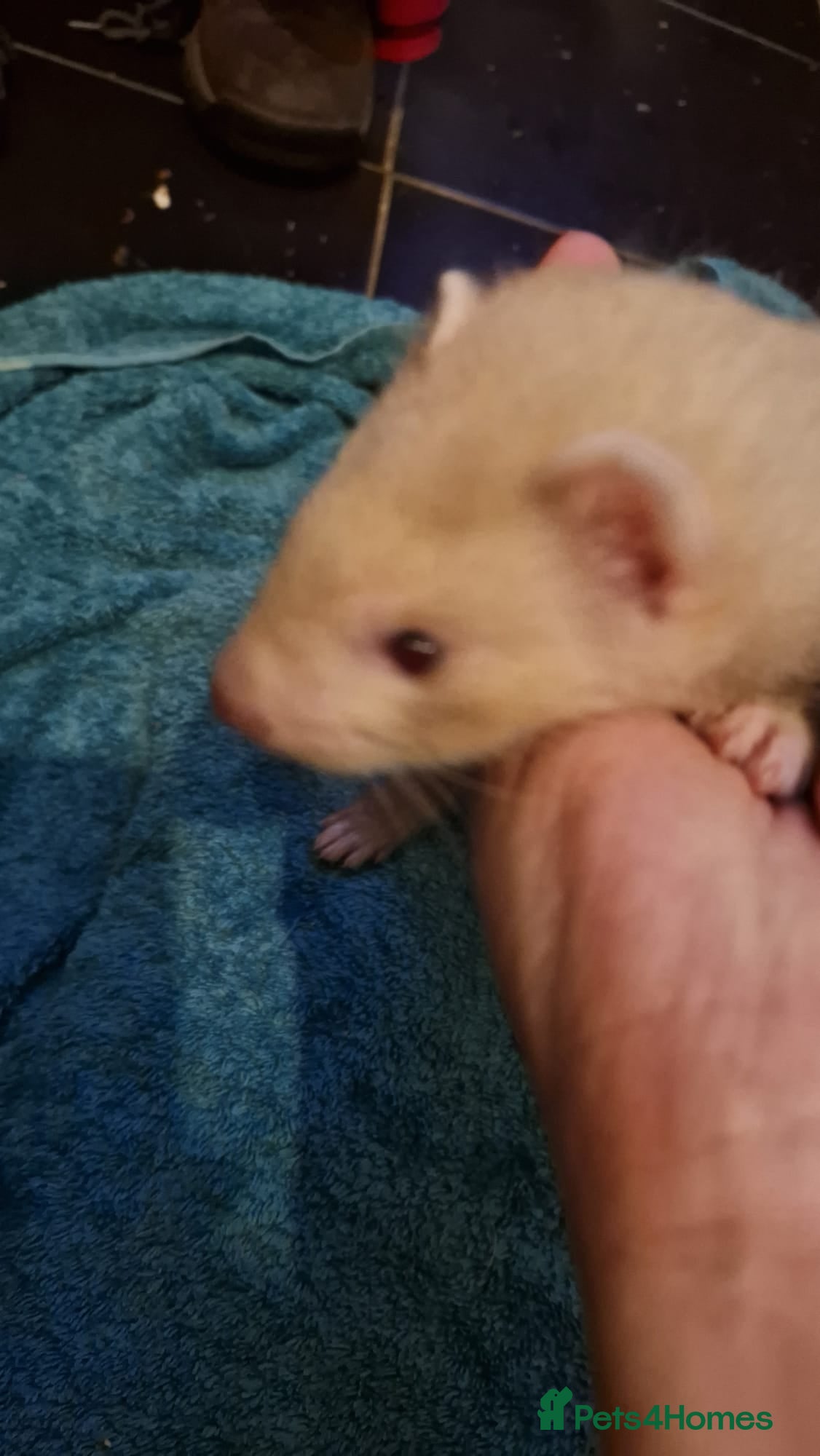 Ferret rodents Jill and hob kits  - Advert 2