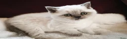 British Shorthair cats for sale: Beautiful British Shorthair Kittens in Darlington - Advert 5