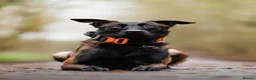 Belgian Shepherd Dog dogs for sale: FCI Female Family Protection Dog for Sale  - Advert 12