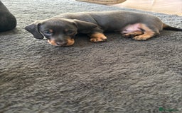 Miniature Dachshund dogs for sale: READY TO GO! ⭐️ 1 Beautiful Boy AVAILABLE!  - Image 3
