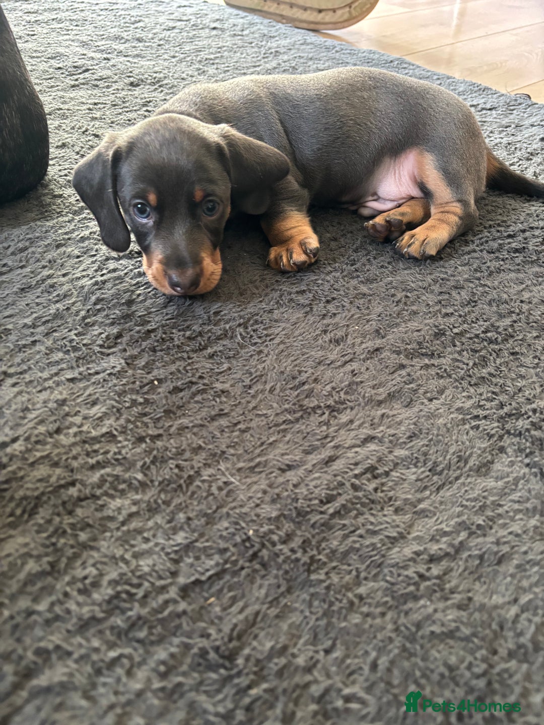 Miniature Dachshund dogs for sale: READY TO GO! ⭐️ 1 Beautiful Boy AVAILABLE!  - Image 3