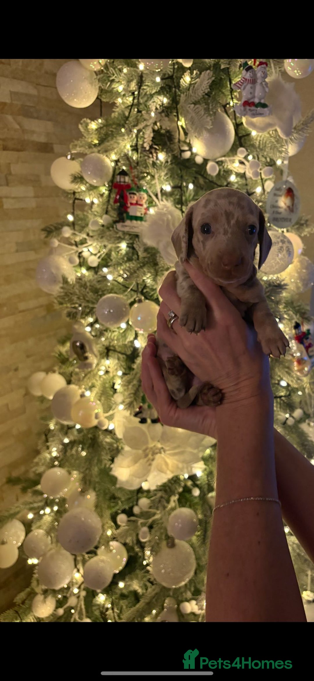 Miniature Dachshund dogs for sale: kc reg smooth haired miniature dachshund pups - Advert 5
