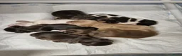 Cocker Spaniel dogs for sale: Rkc reg Show Cocker Puppies to view in March - Advert 7