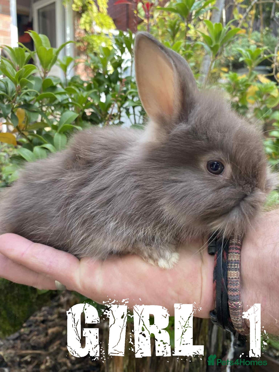 Lionhead rabbits for sale: Pure Breed Fluffy Double Mained Lionhead Kits - Image 9
