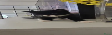 Domestic Shorthair 2