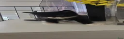 Domestic Shorthair cats for sale: 4 beautiful kittens ready for new home  - Advert 10