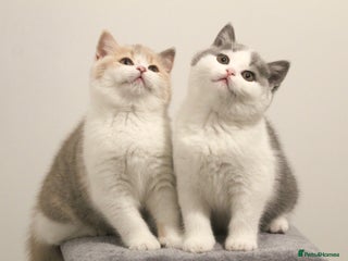 British Shorthair cats 🐾GCCF Registered British Shorthair Kittens🐾 - Advert 1