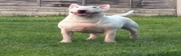 English Bull Terrier dogs for sale: 1 pure white male outstanding pedigree  - Advert 12