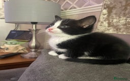 Mixed Breed cats for sale: Black and white kittens READY NOW - Image 1
