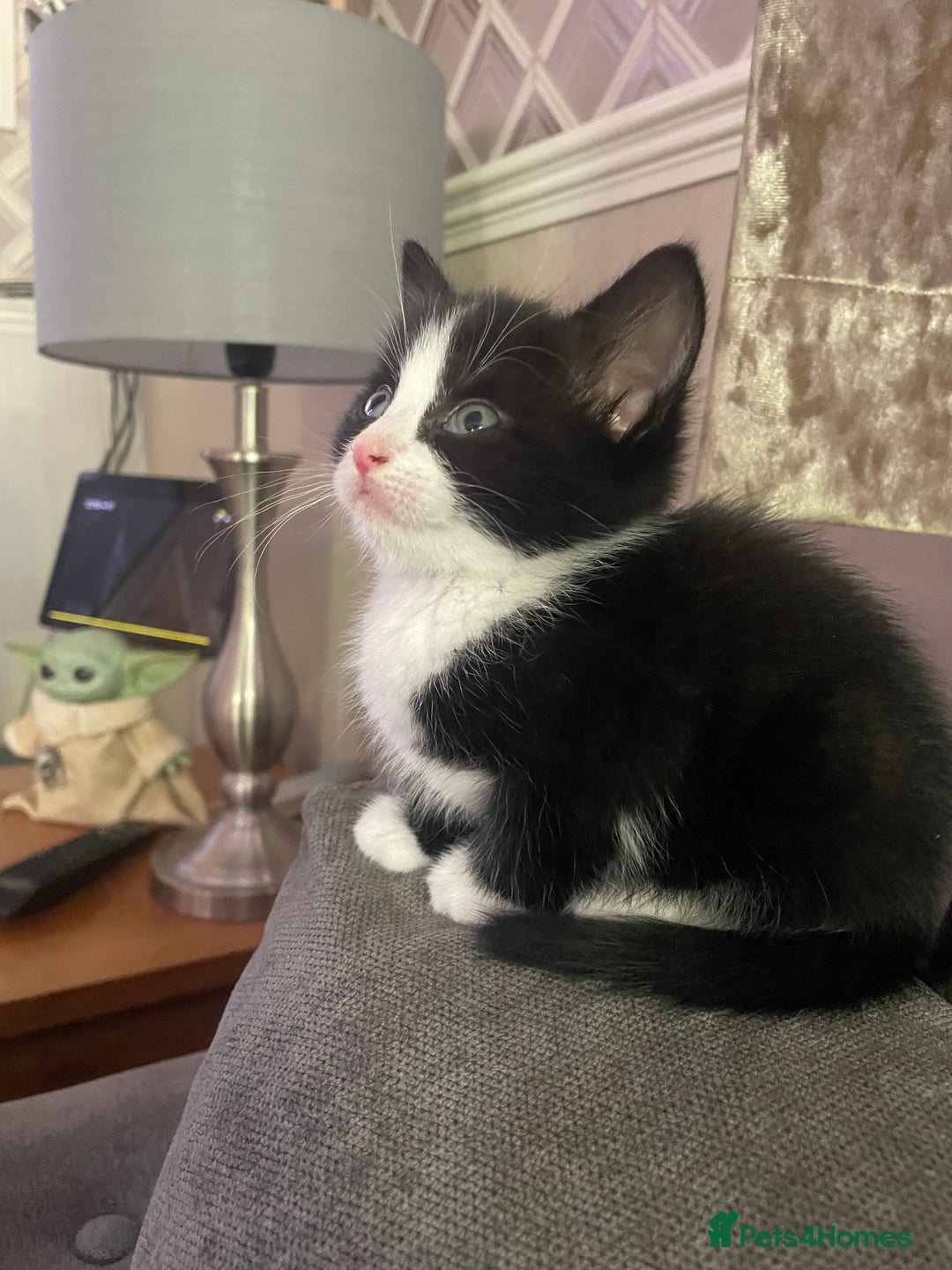 Mixed Breed cats for sale: Black and white kittens READY NOW - Image 1