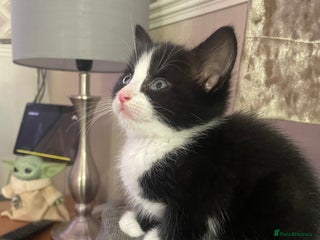 Mixed Breed cats - Advert 1