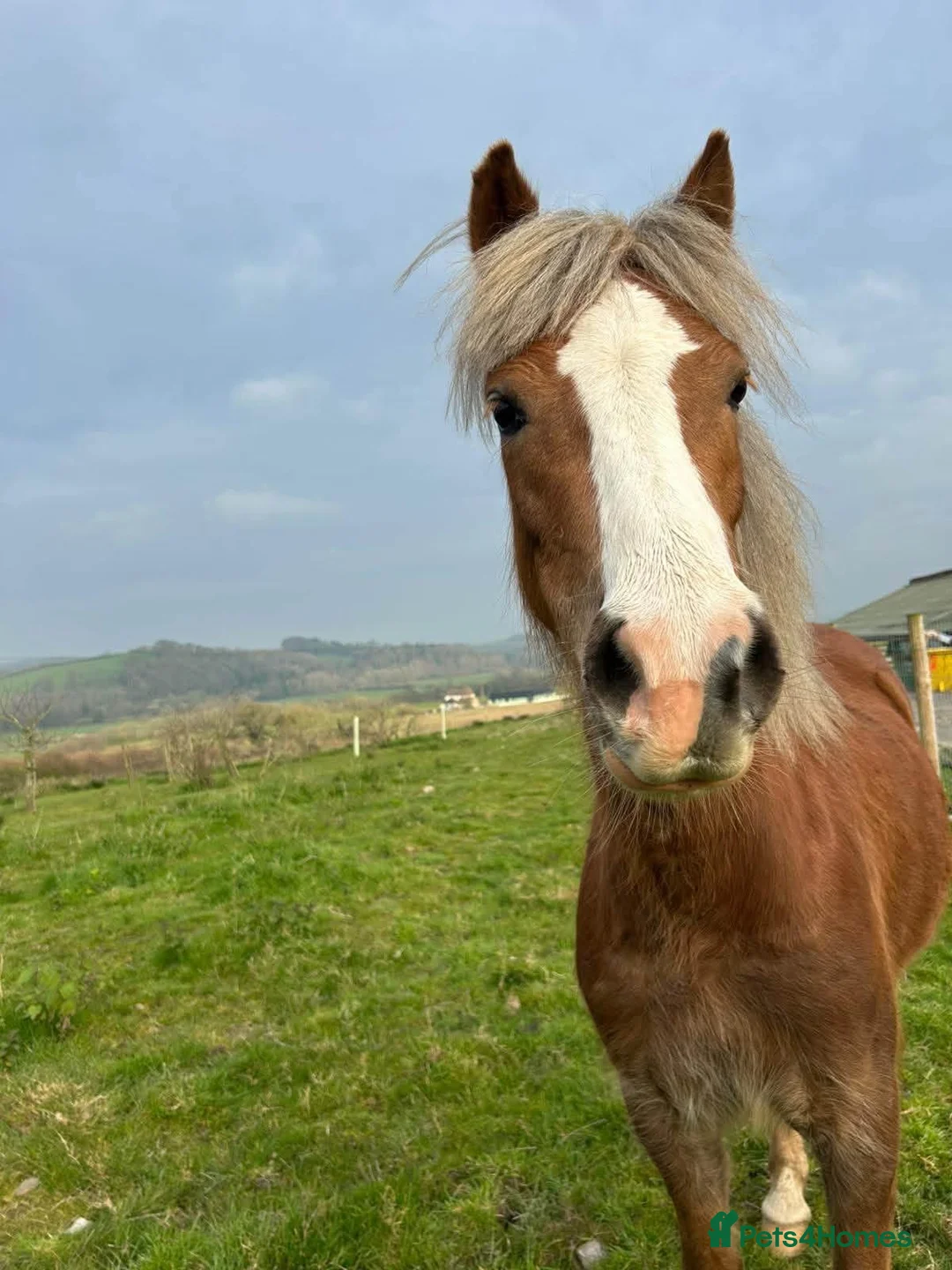 Welsh Section A horses for sale: Toffee 4 year old approximately 12.2hh  in Barnstaple - Advert 9