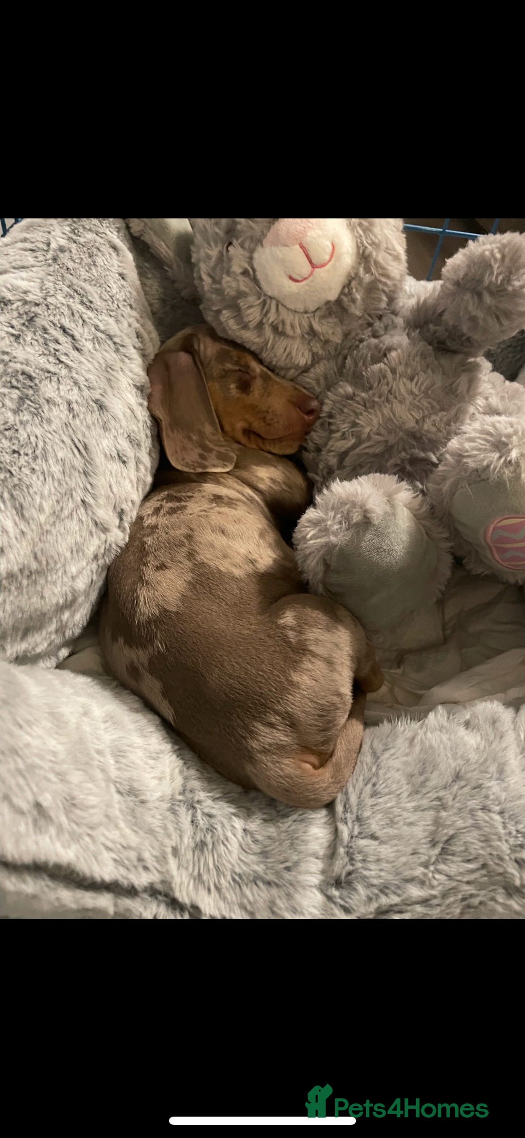 Miniature Dachshund dogs for sale: ISABELLA DAPPLE FEMALE - Advert 4