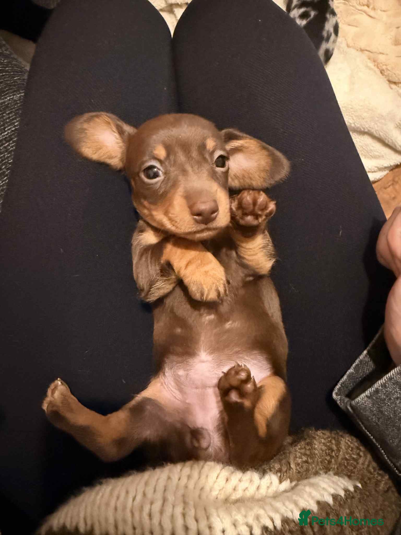 Dachshund dogs Beautiful miniature dachshund  - Advert 1