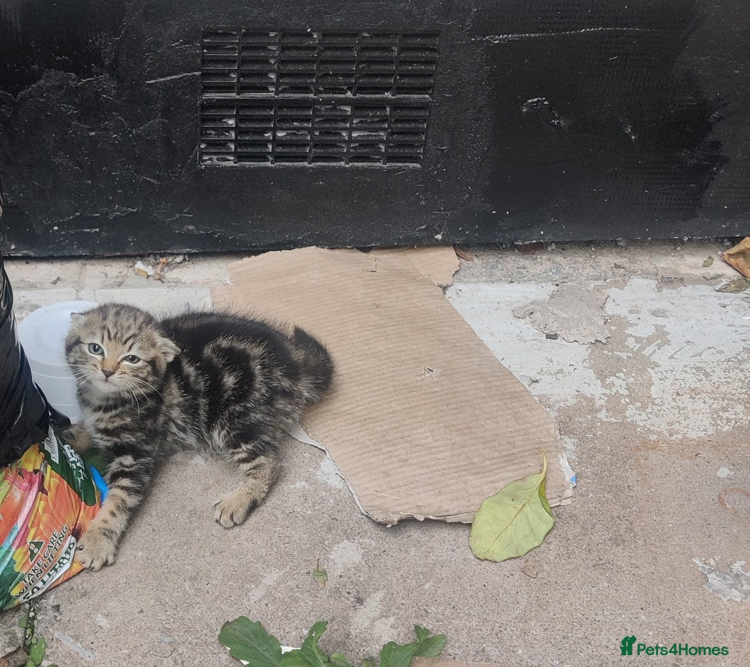 Burmilla cats for sale: Kittens seeking loving home. Free collection - Image 4