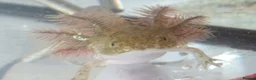Axolotl reptiles for sale: Axolotls For Sale in Lymington - Advert 8