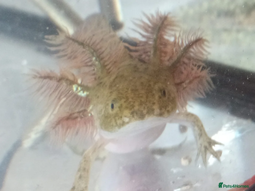 Axolotl reptiles for sale: Axolotls For Sale in Lymington - Advert 8