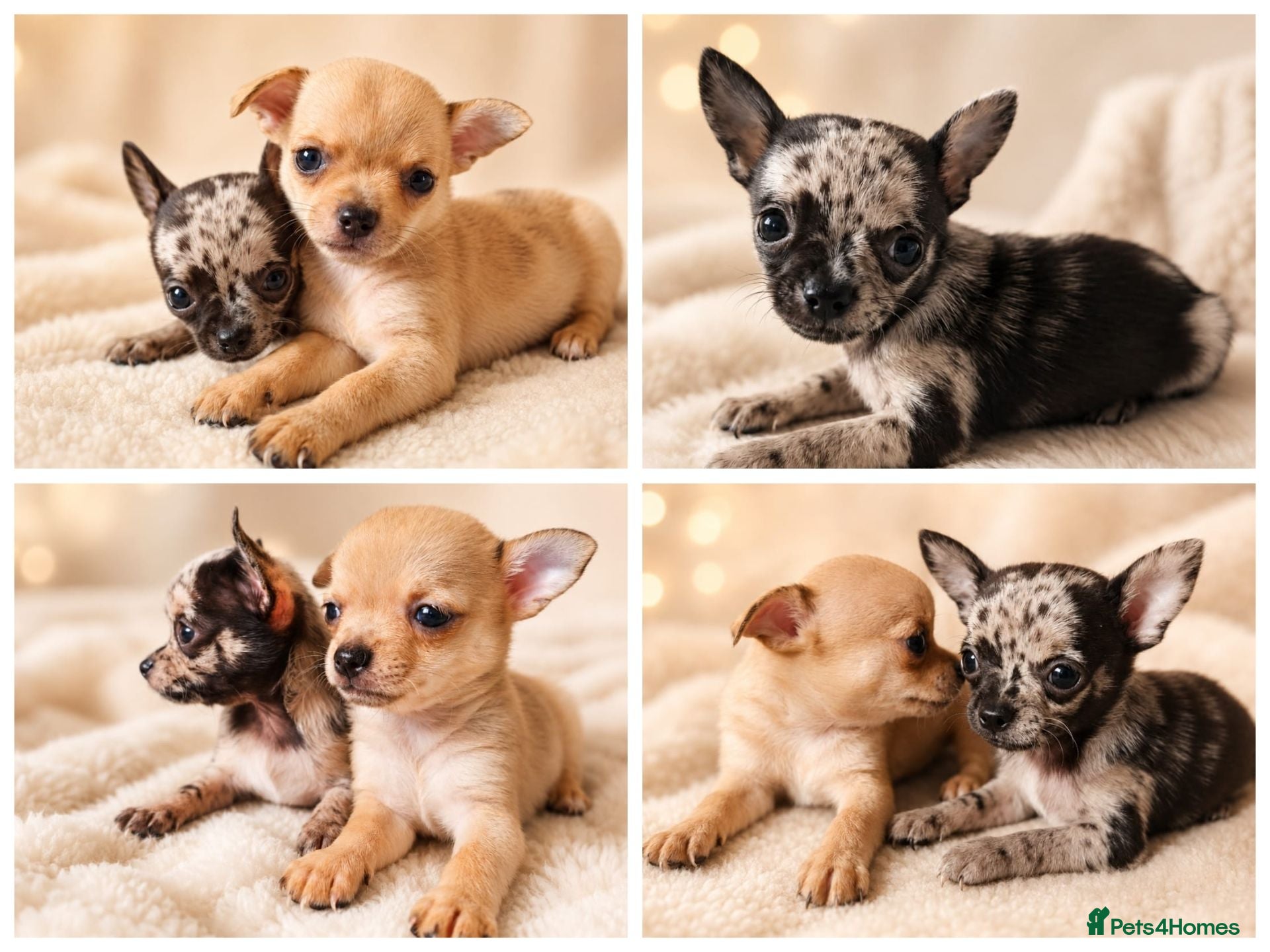Chihuahua dogs Chihuahuas *Stunning Litter* 2 LEFT Rare and Tiny - Advert 15
